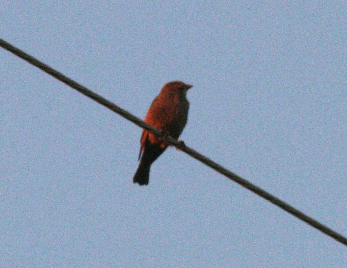 Braunkopf-Kuhstärling - ML650833122