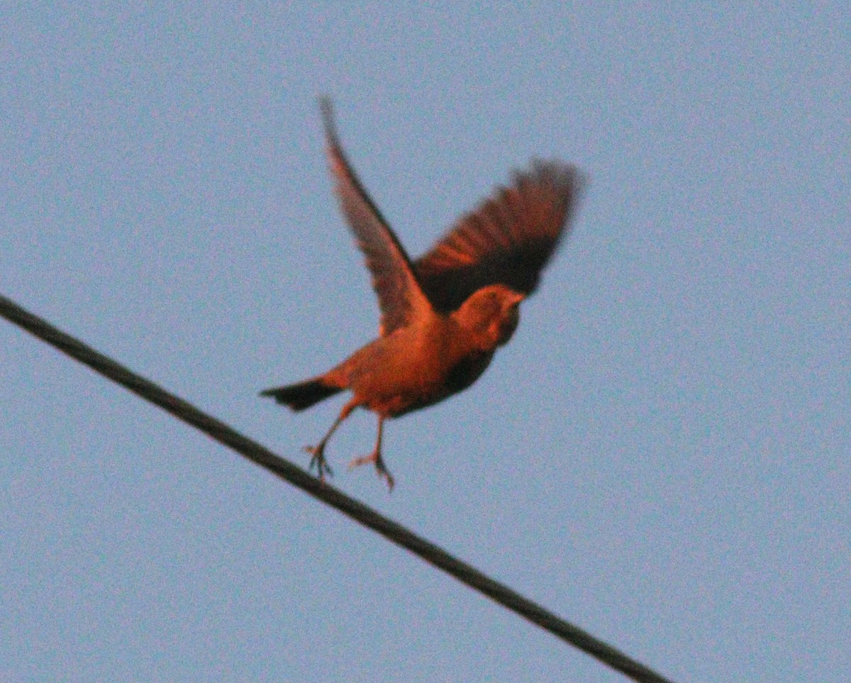 Braunkopf-Kuhstärling - ML650833134