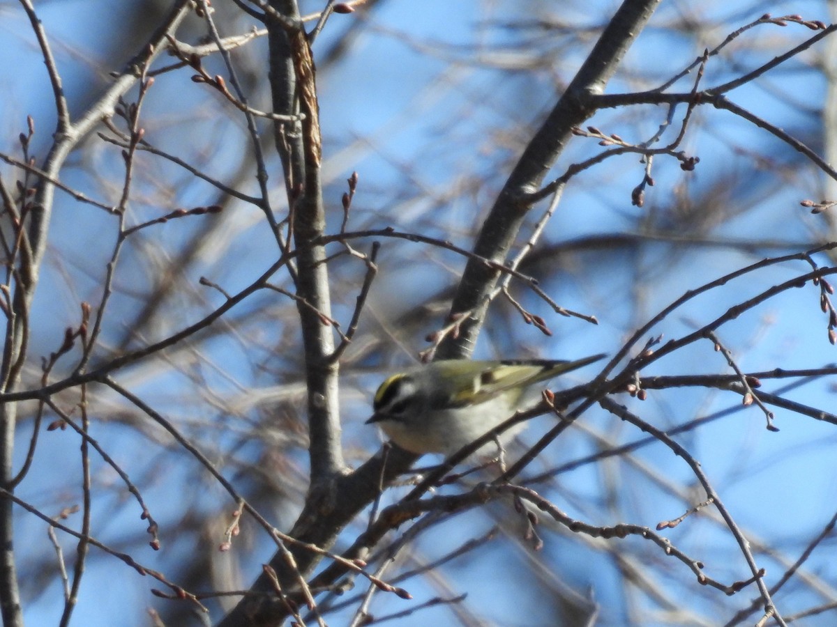 Золотомушка світлоброва - ML650833304