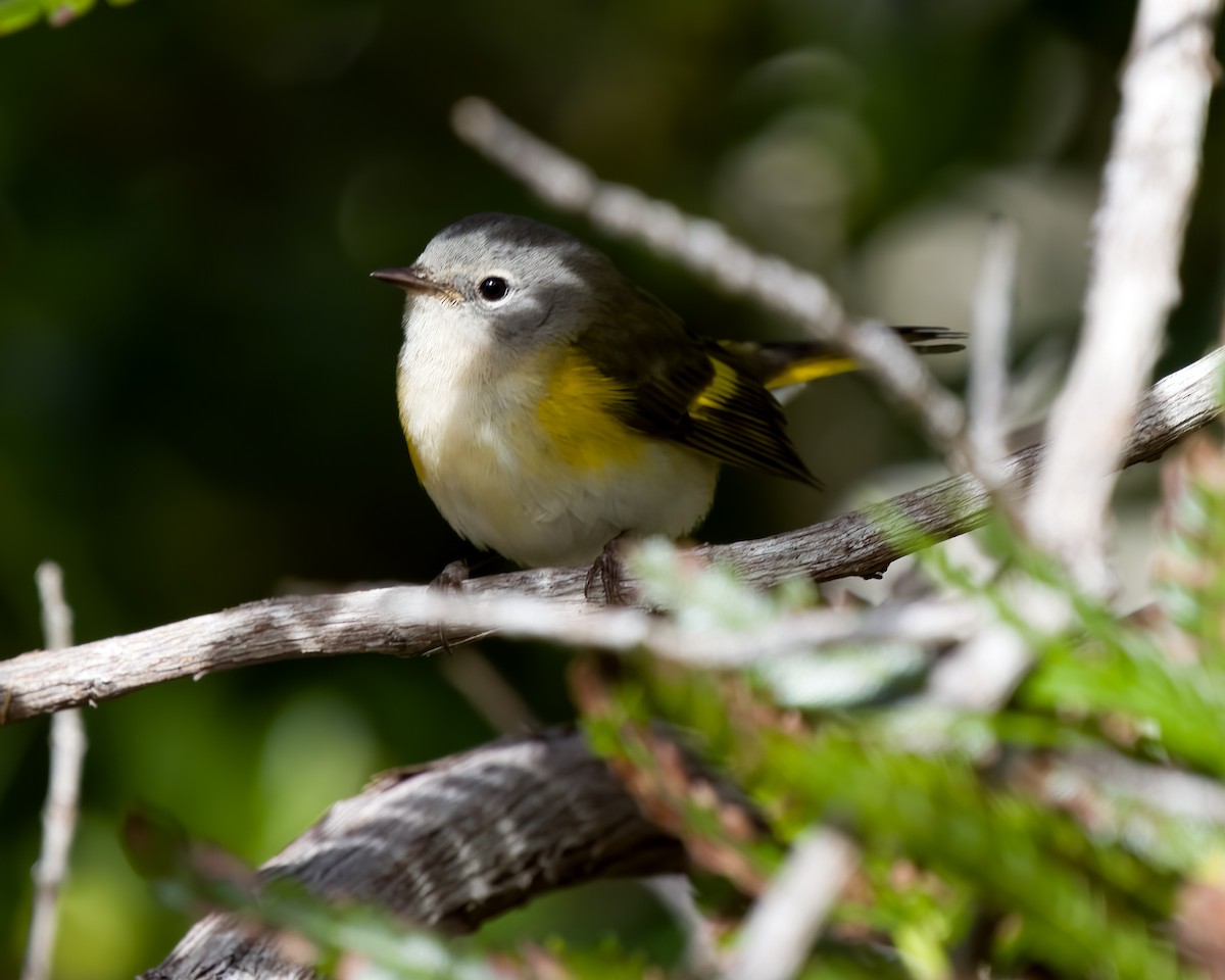American Redstart - ML650833385