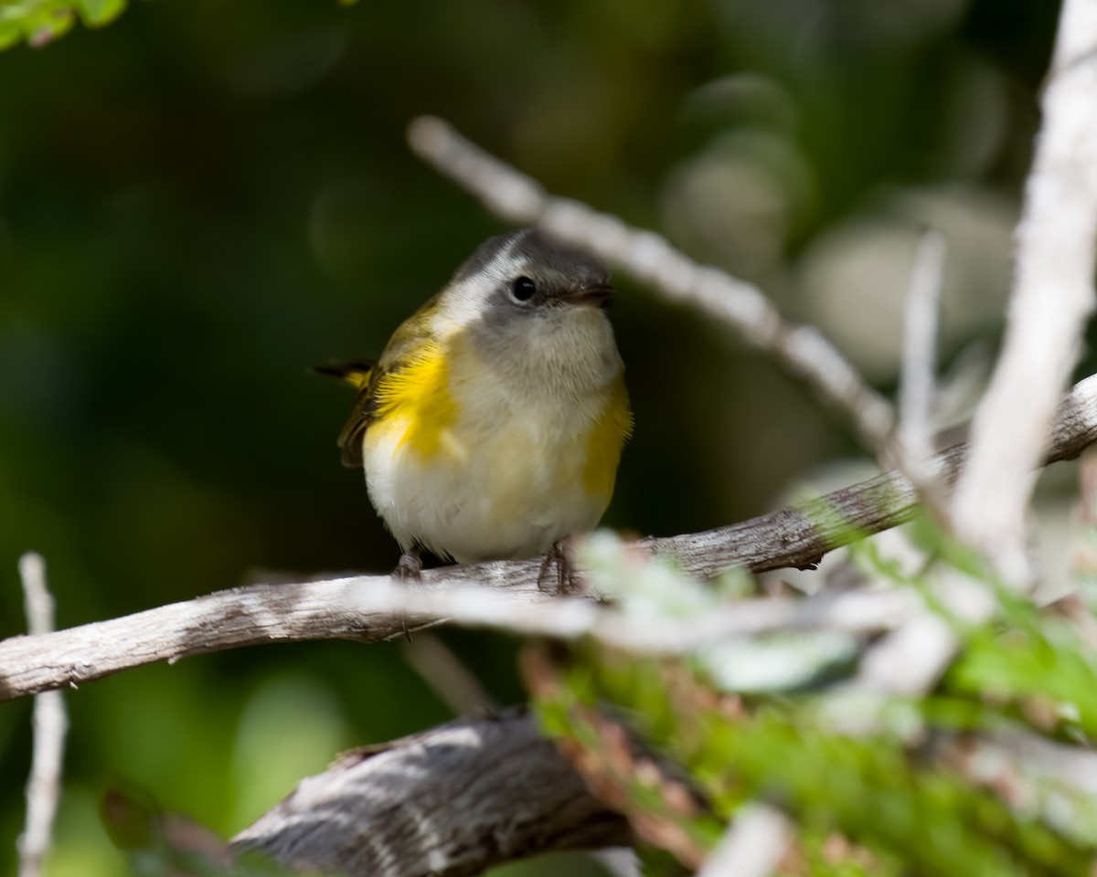 American Redstart - ML650833386