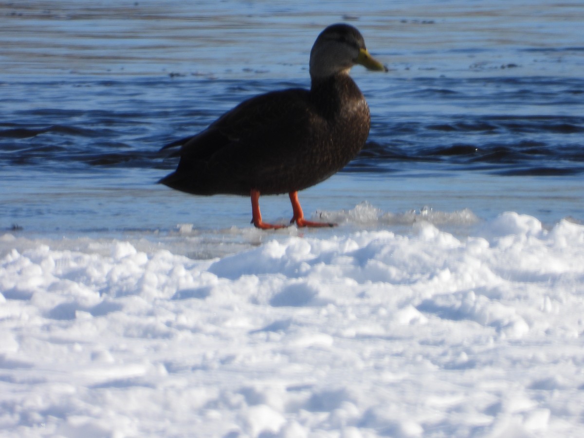 アメリカガモ - ML650833595