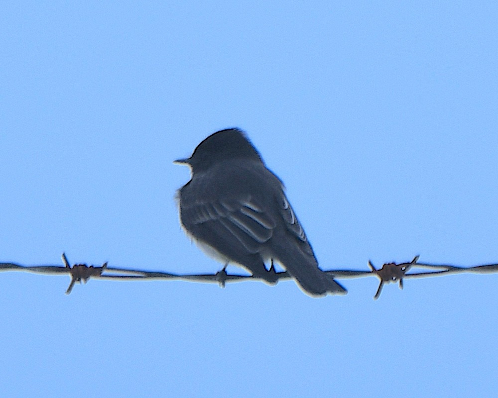 クロツキヒメハエトリ - ML650833711