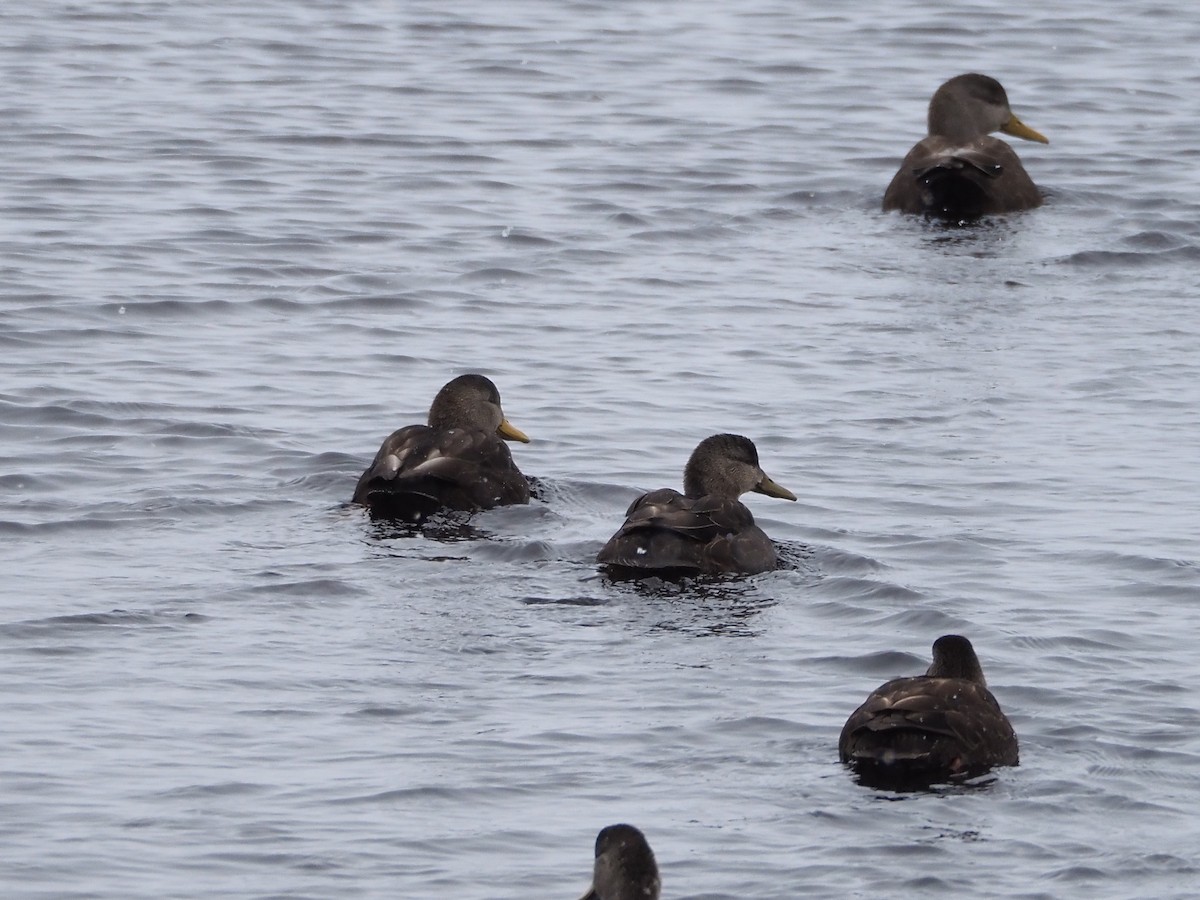 アメリカガモ - ML650833752