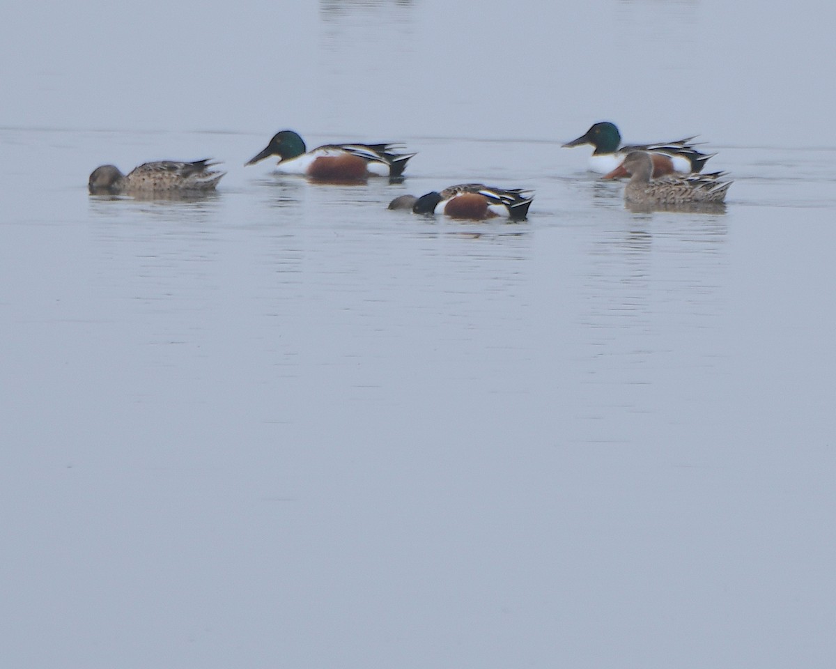 ハシビロガモ - ML650833815