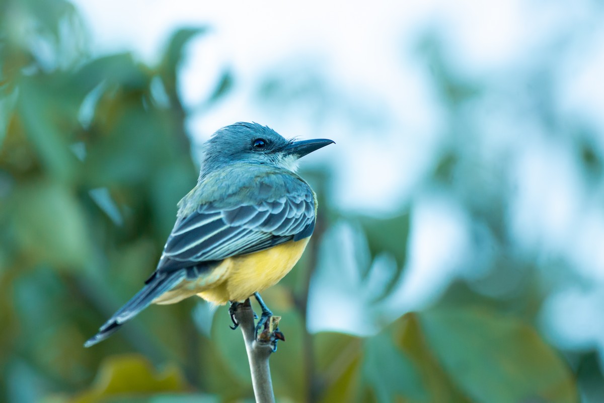 tropekongetyrann - ML650833955