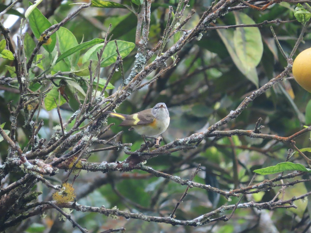 American Redstart - ML650833969