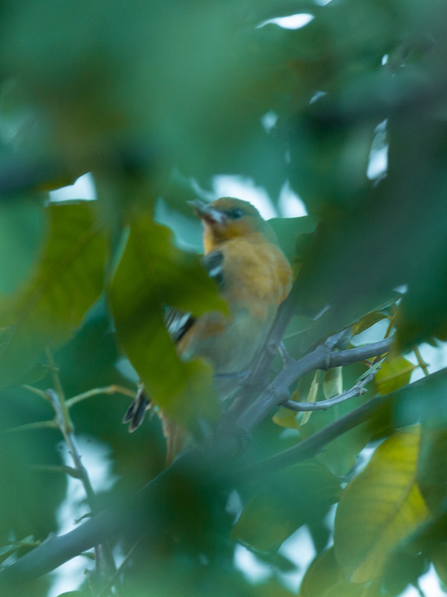 lundtrupial - ML650833990