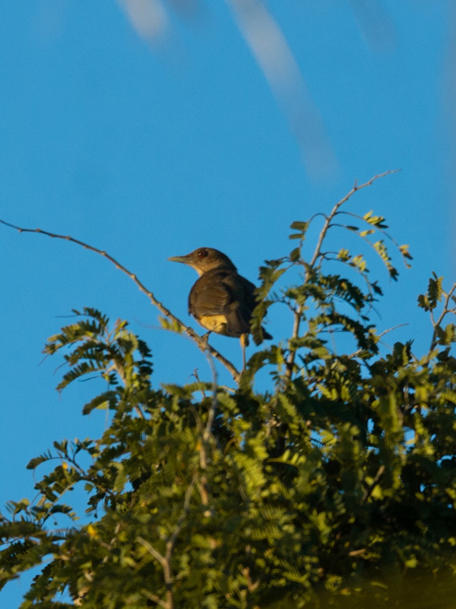 leirtrost - ML650834010