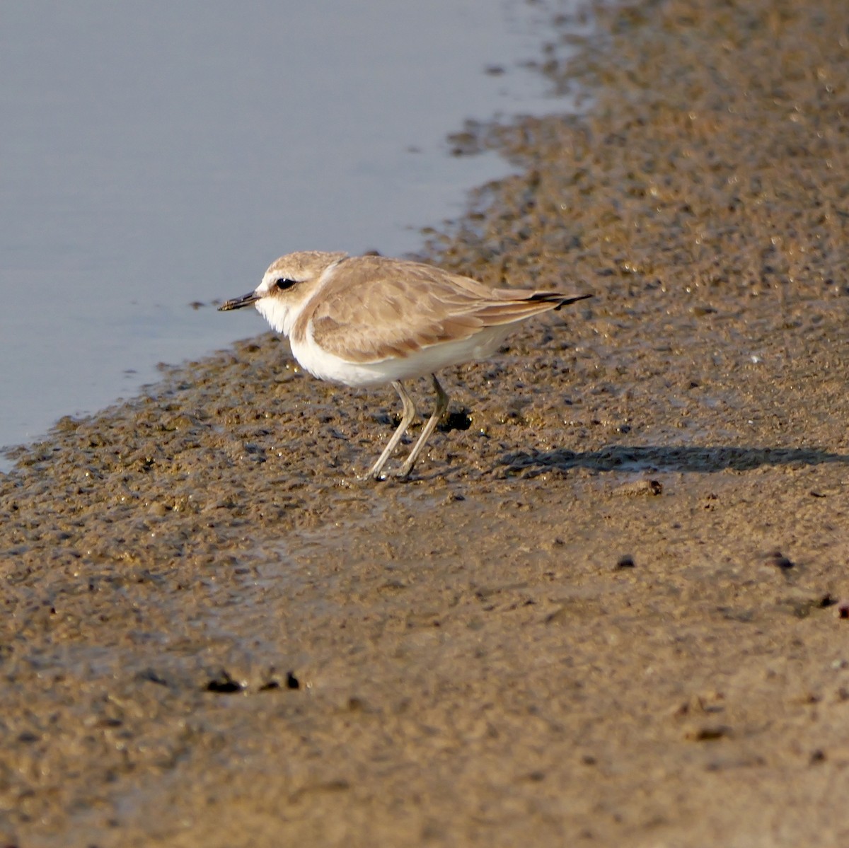 Tibet Cılıbıtı - ML650834047