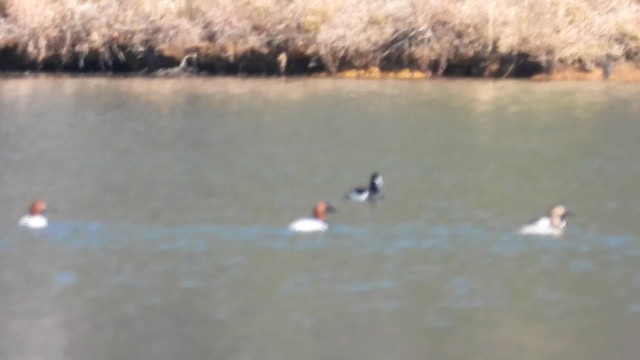 Canvasback - ML650834120