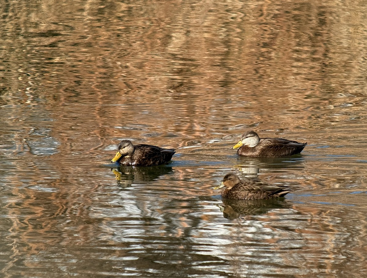 アメリカガモ - ML650834582