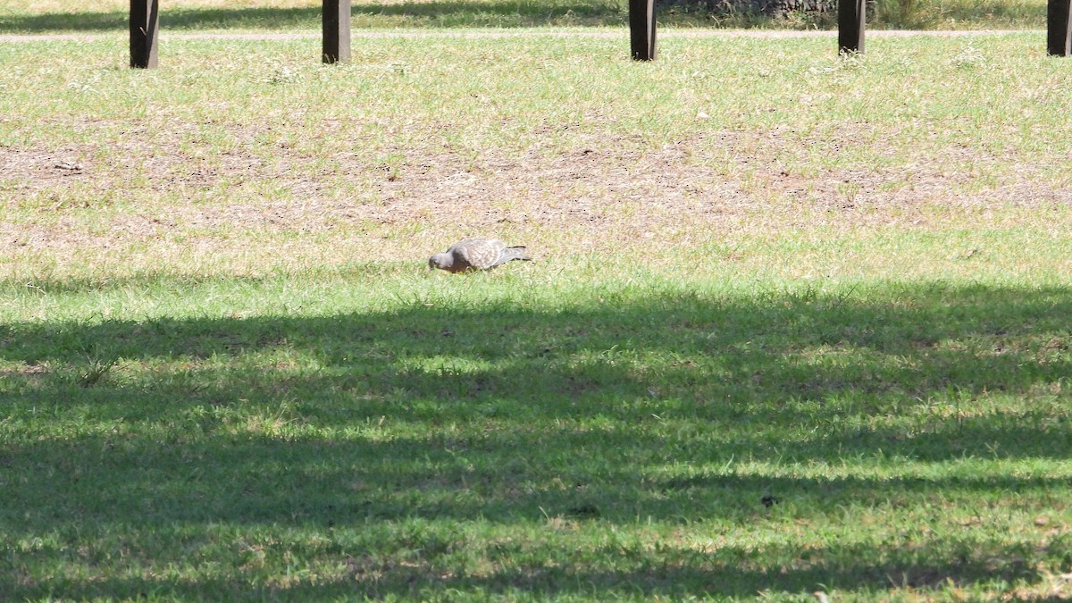 Spot-winged Pigeon - ML650835348