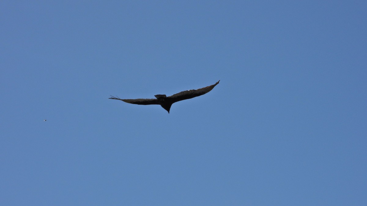 Turkey Vulture - ML650835361