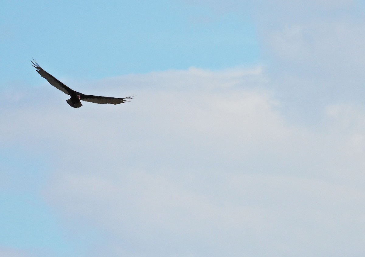 Turkey Vulture - ML650835362