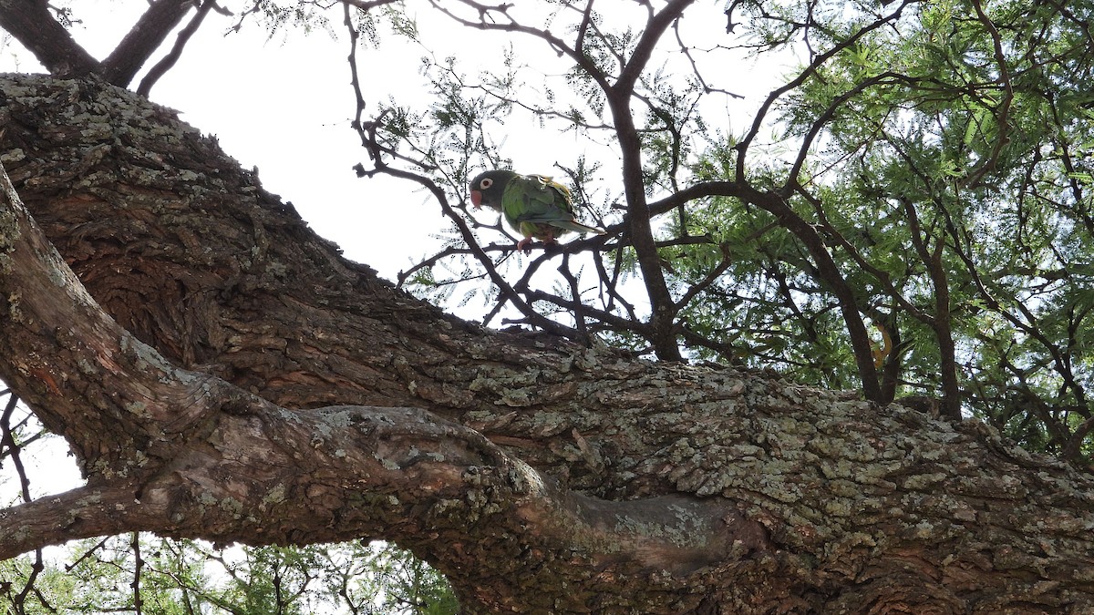 Blue-crowned Parakeet - ML650835369