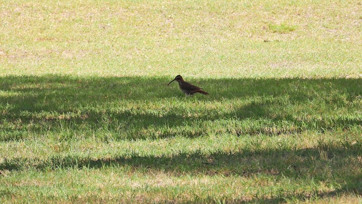 Scimitar-billed Woodcreeper - ML650835377
