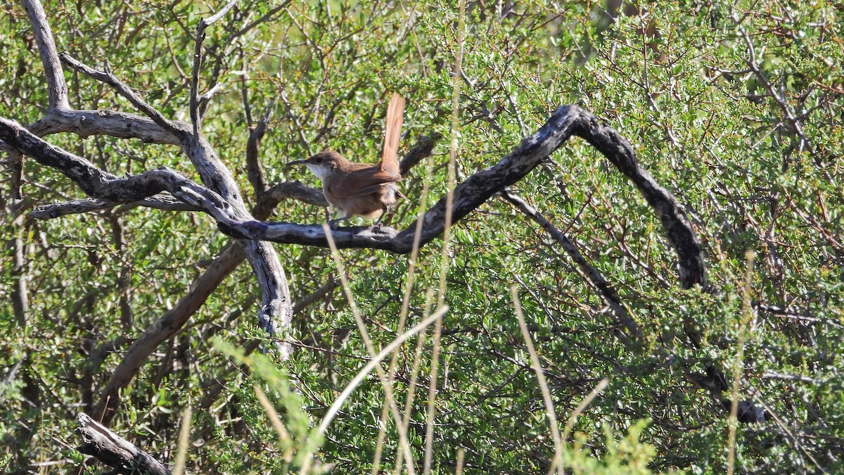 Chaco Earthcreeper - ML650835381