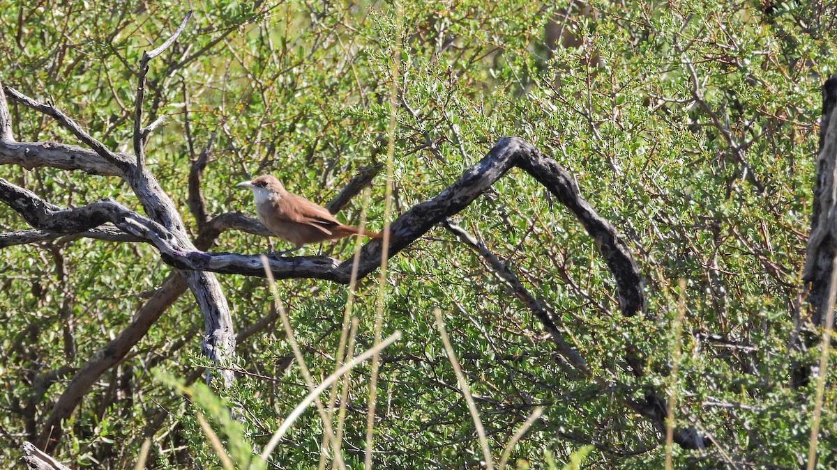 Chaco Earthcreeper - ML650835382