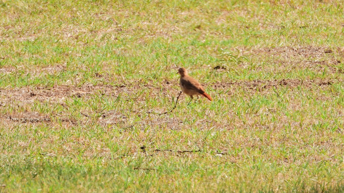 Rufous Hornero - ML650835396