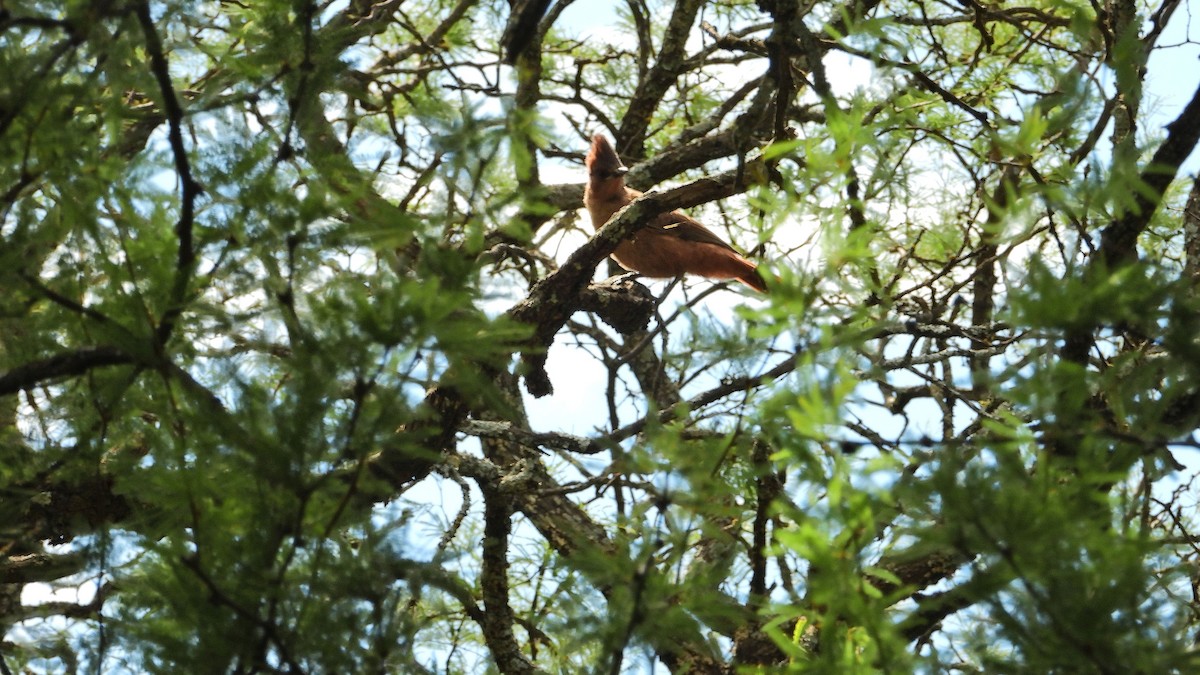 Brown Cacholote - ML650835404