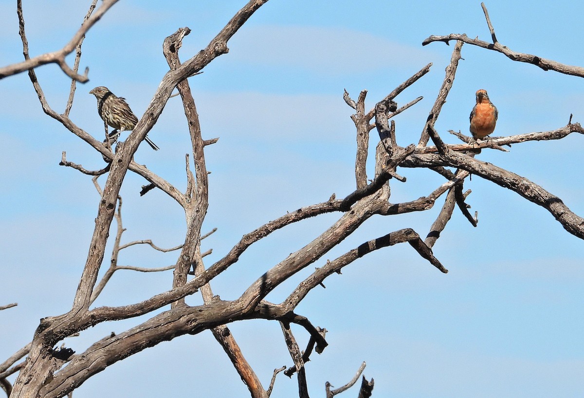 White-tipped Plantcutter - ML650835431