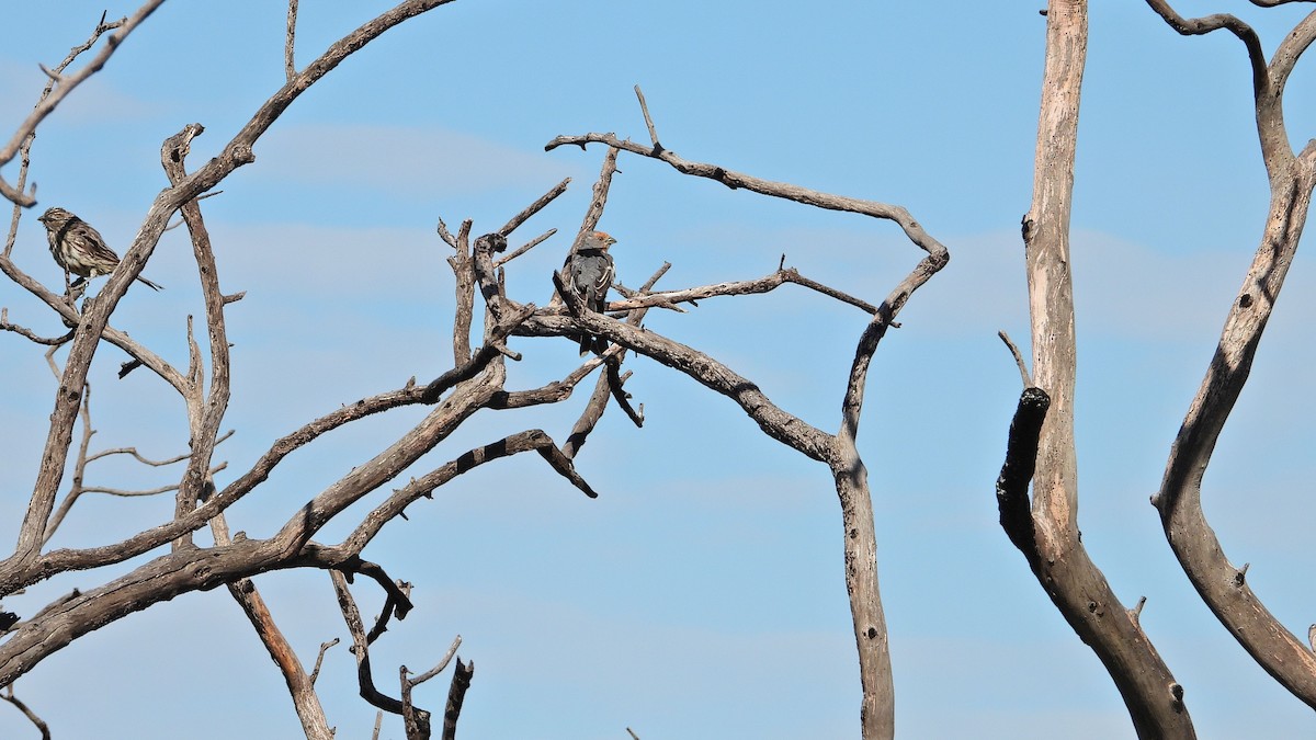 White-tipped Plantcutter - ML650835432