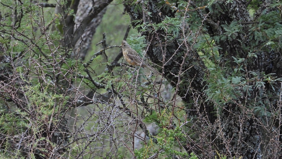 White-tipped Plantcutter - ML650835433