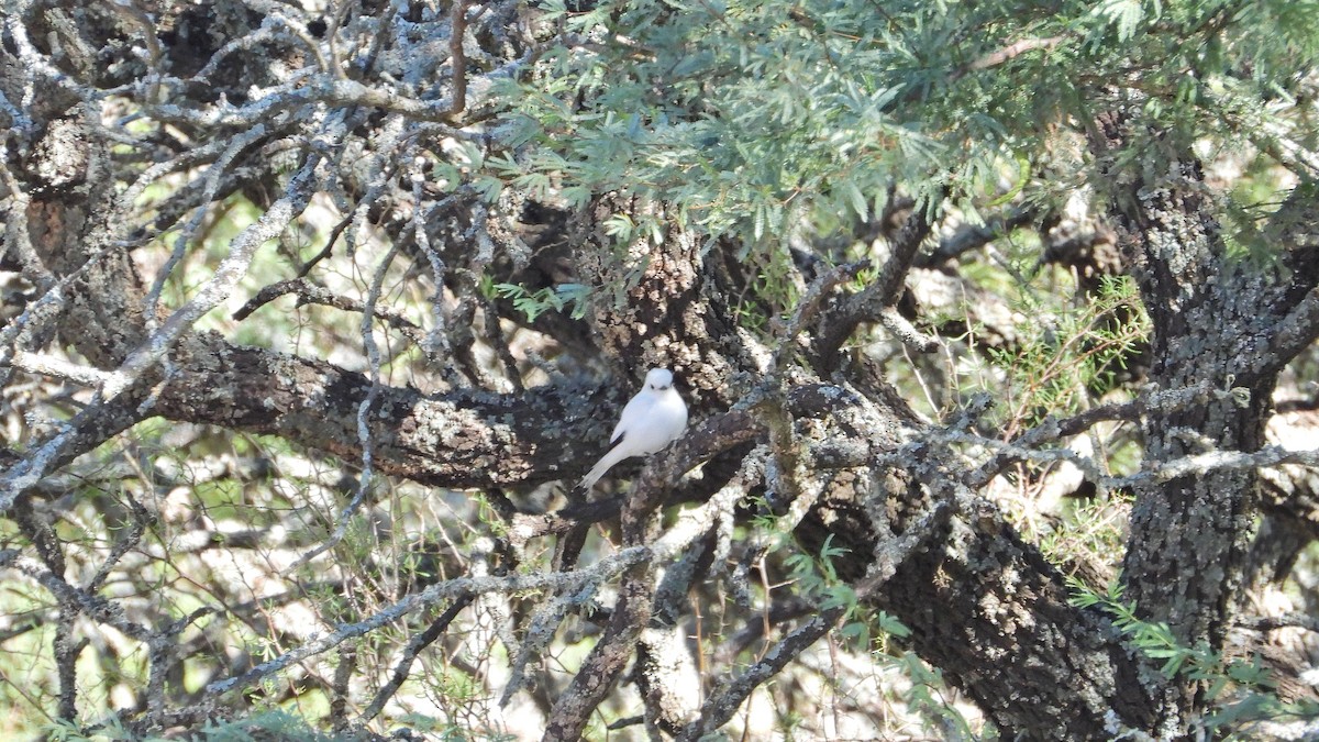 White Monjita - ML650835440