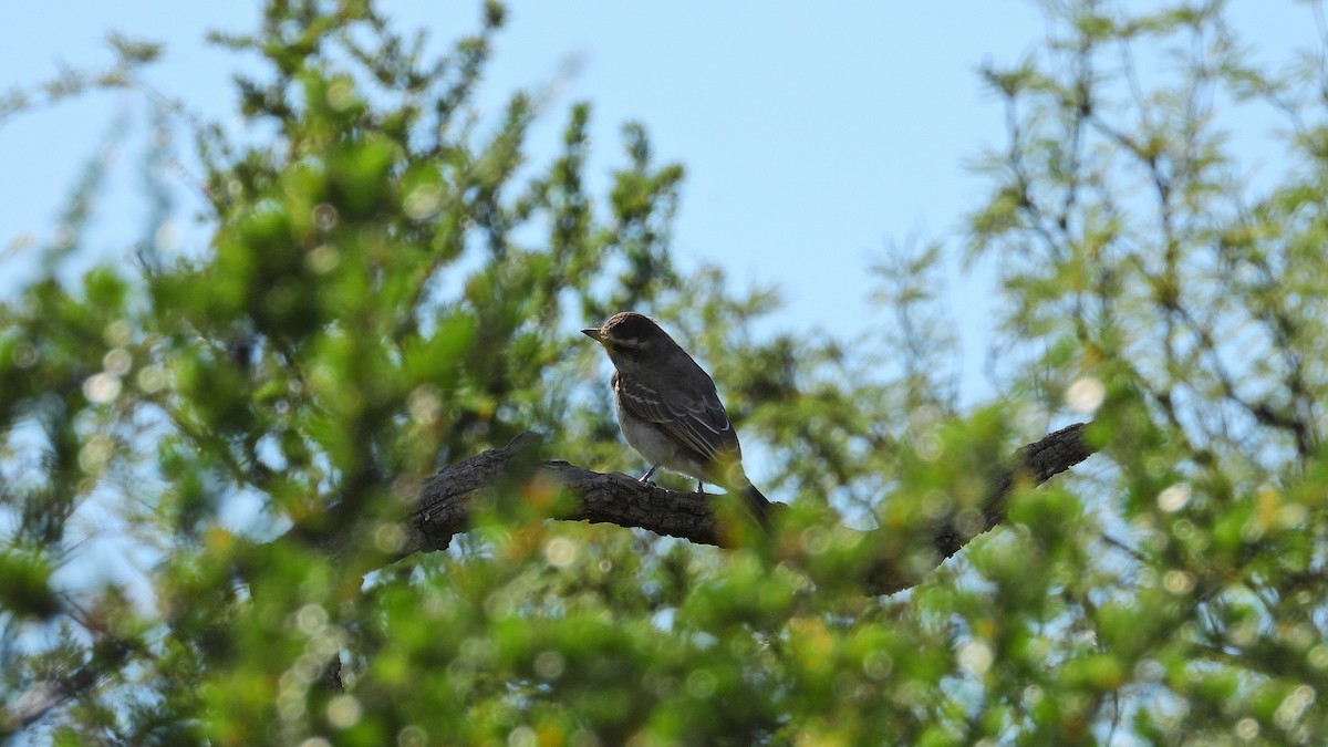 Crowned Slaty Flycatcher - ML650835462