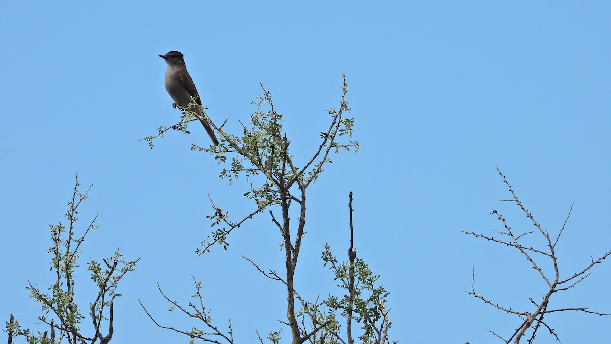 Crowned Slaty Flycatcher - ML650835463