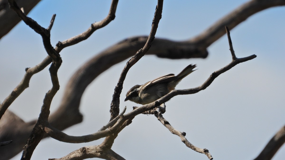 Ringed Warbling Finch - ML650835487