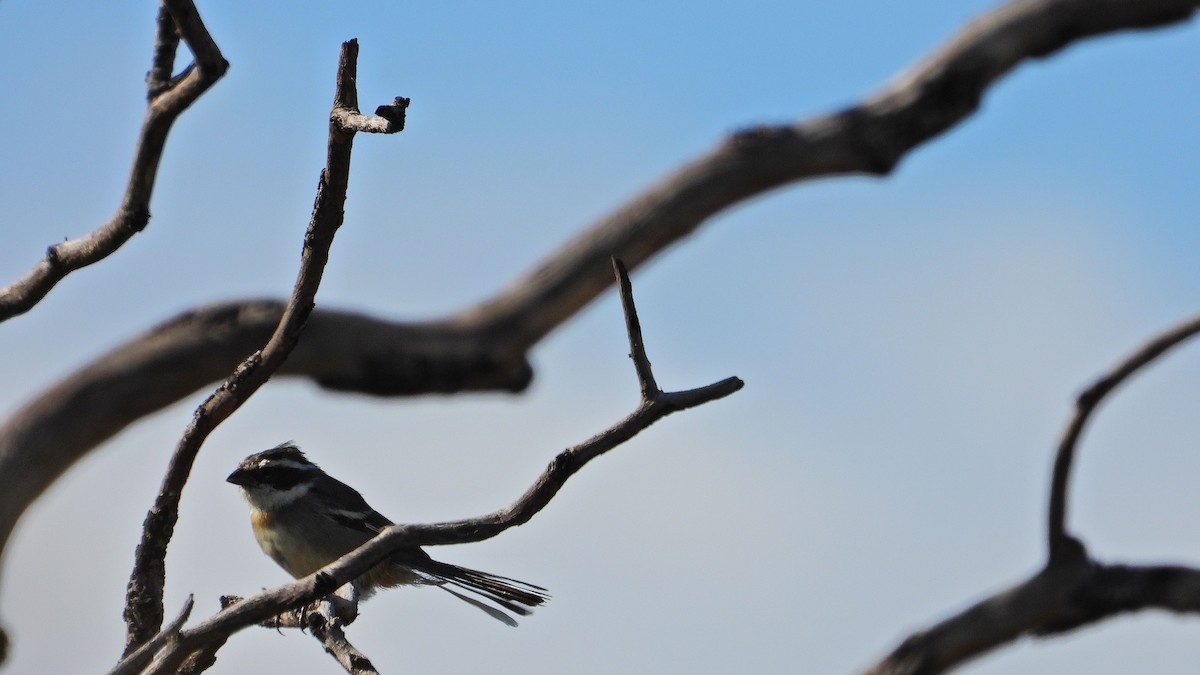 Ringed Warbling Finch - ML650835488