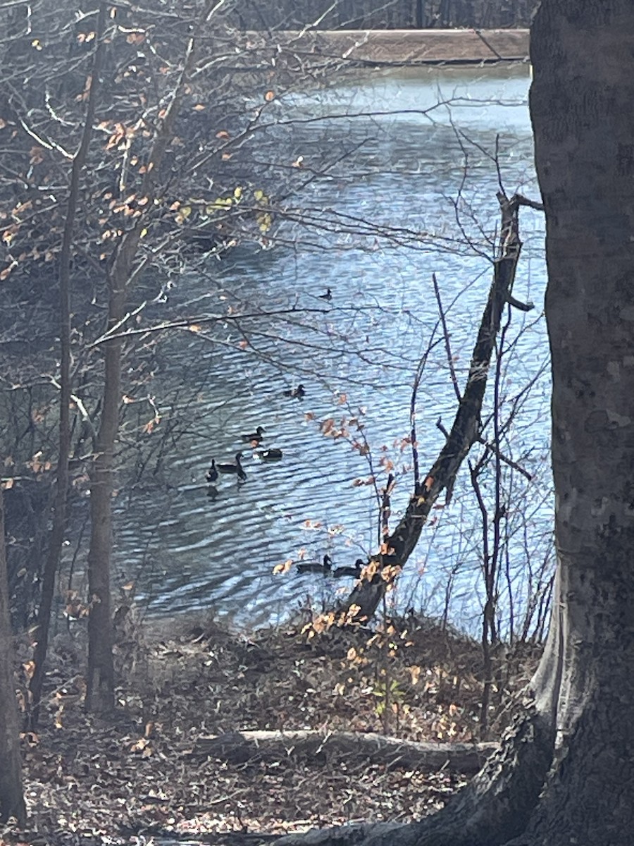 アメリカガモ - ML650835496