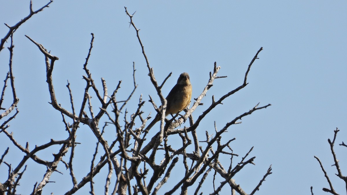 Blue-and-yellow Tanager - ML650835501