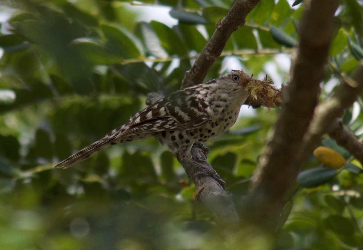 Stripe-backed Wren - Will Knowlton