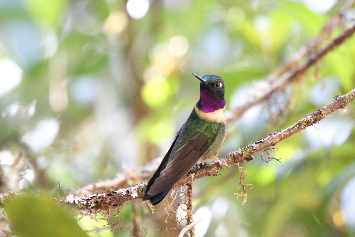 Amethyst-throated Sunangel - ML650835881