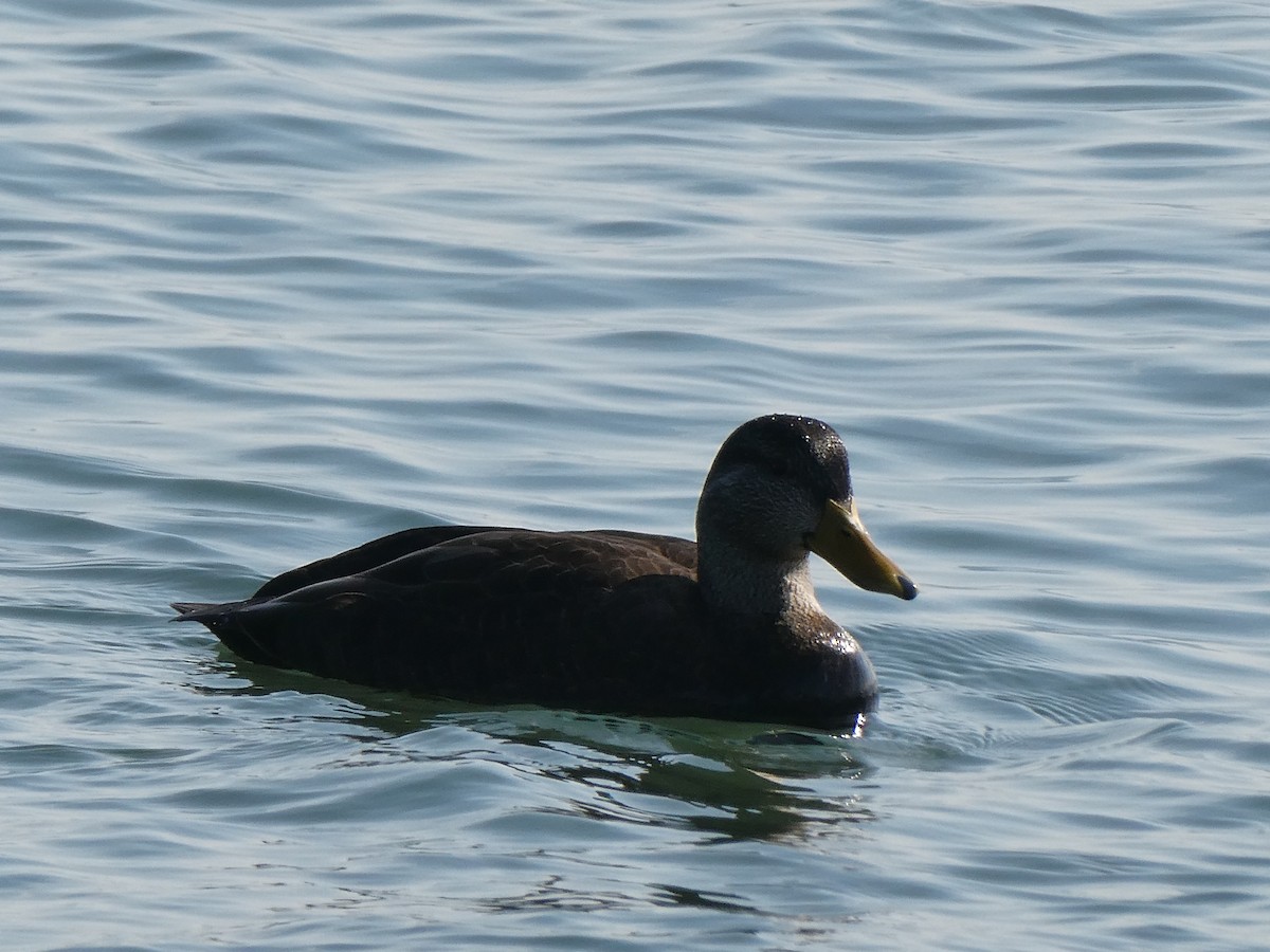 アメリカガモ - ML650836171