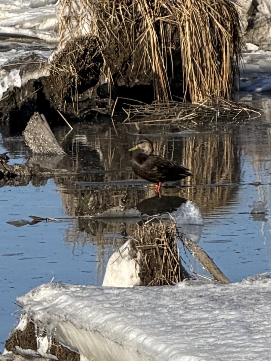 アメリカガモ - ML650836221