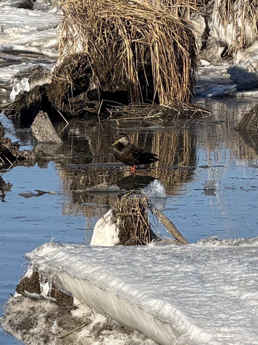 アメリカガモ - ML650836222