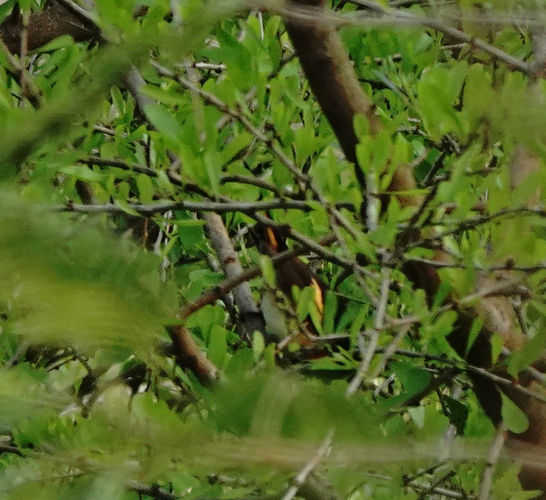 American Redstart - ML650836283
