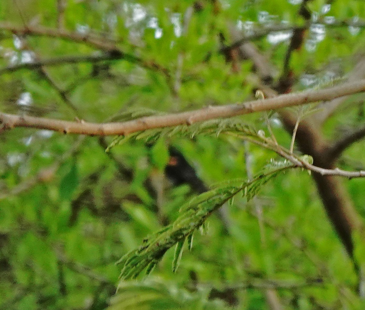 American Redstart - ML650836303