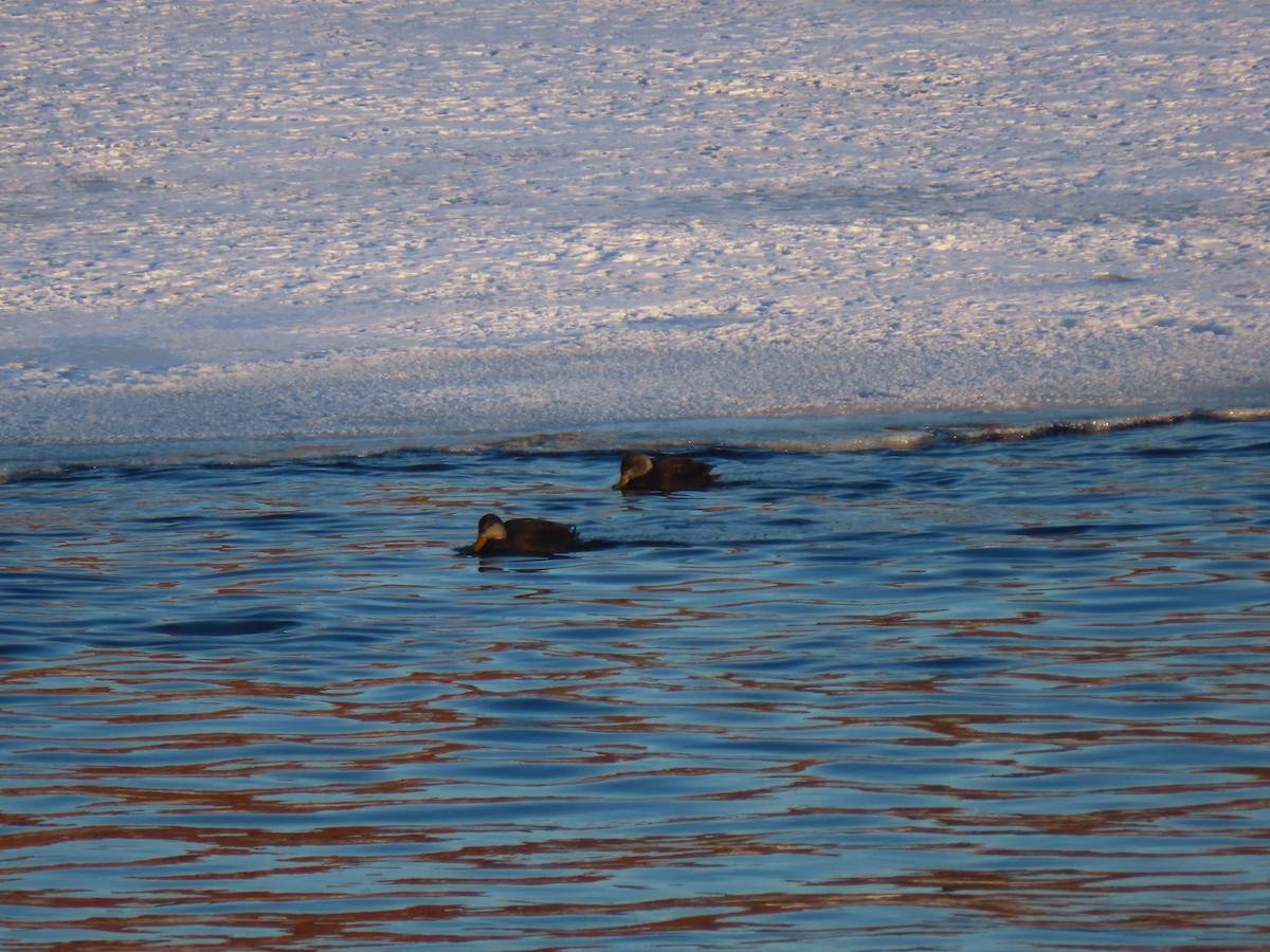 アメリカガモ - ML650836311