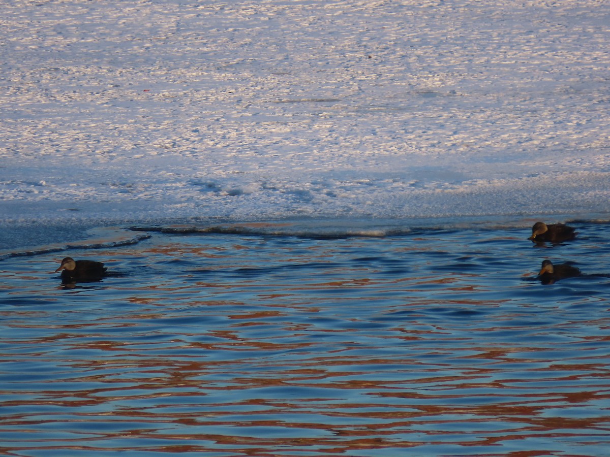 アメリカガモ - ML650836312