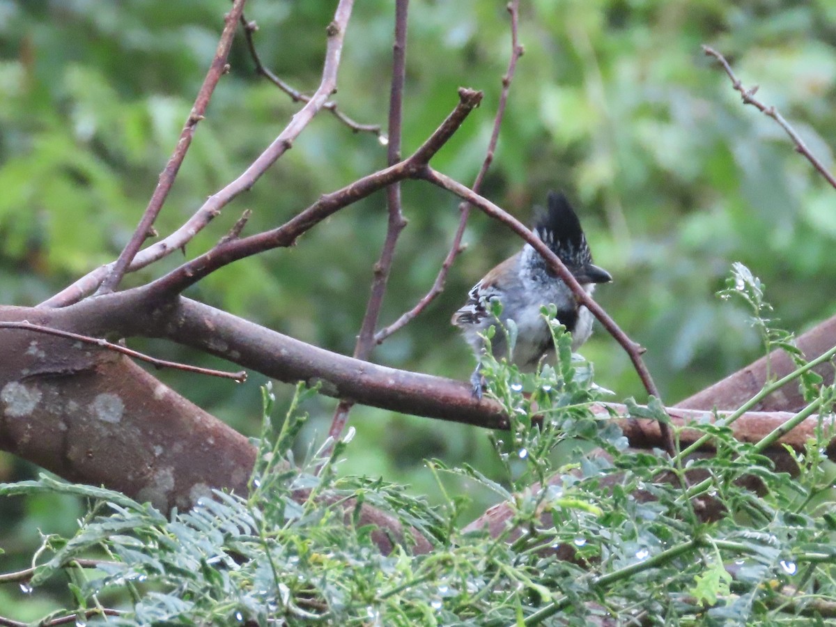 Batará Crestinegro - ML650836379