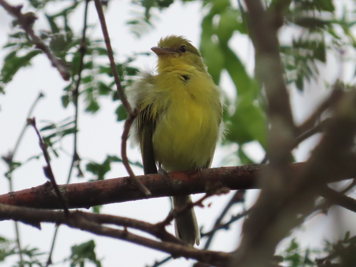 Picoplano Pechiamarillo - ML650836386