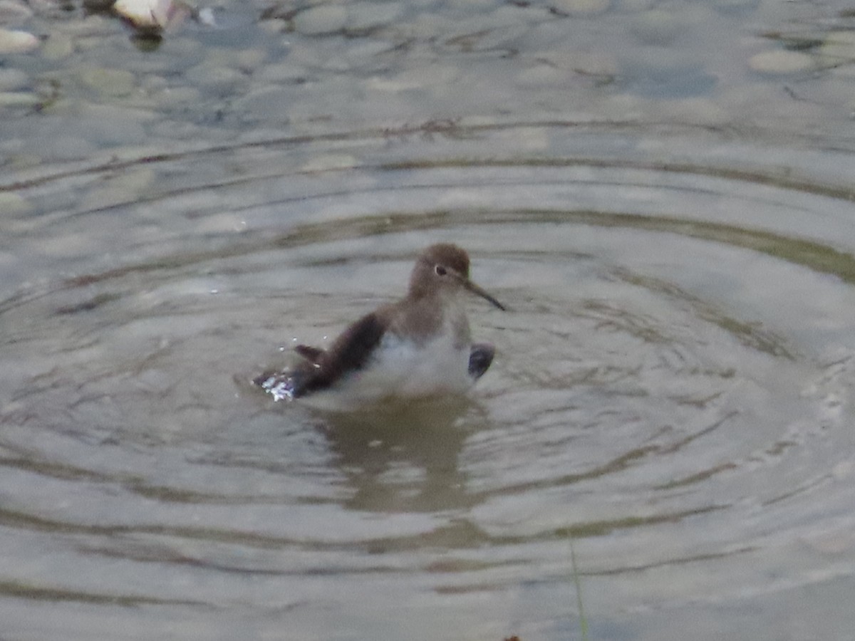 Solitary Sandpiper - ML650836508