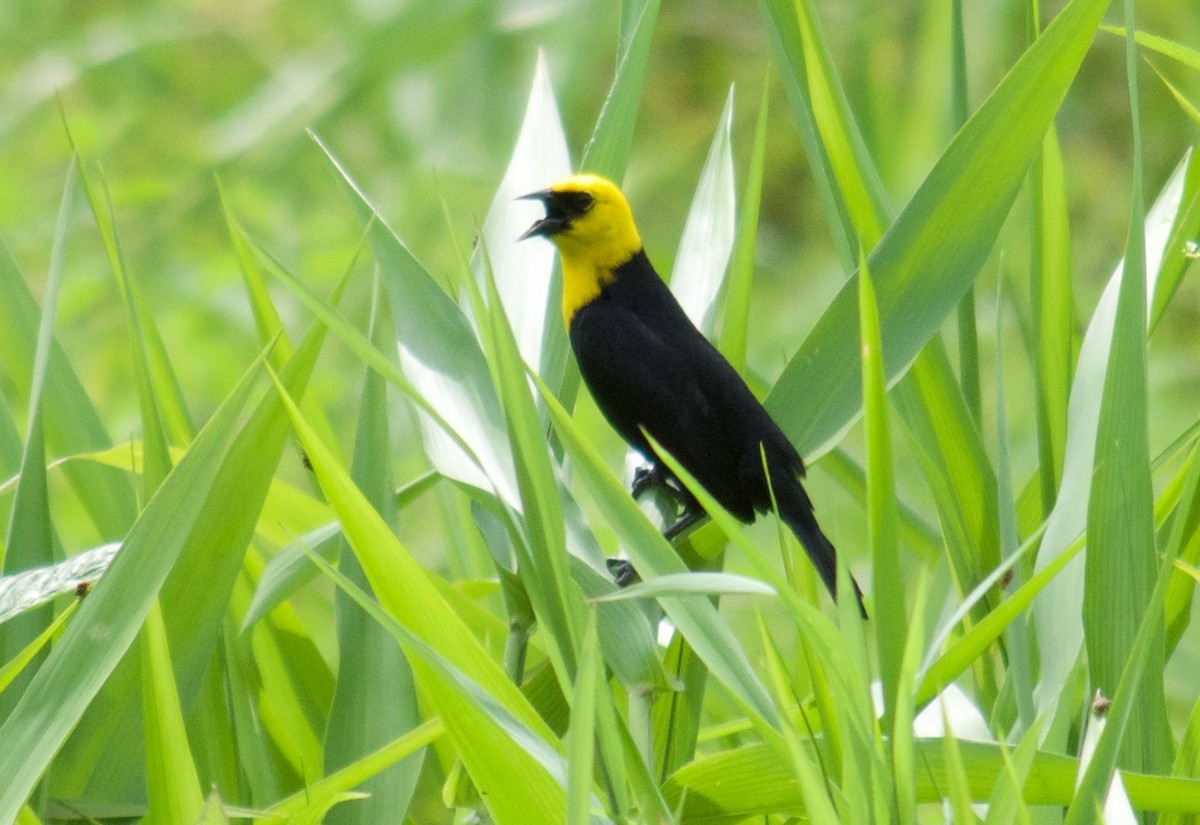 Yellow-hooded Blackbird - ML65083651