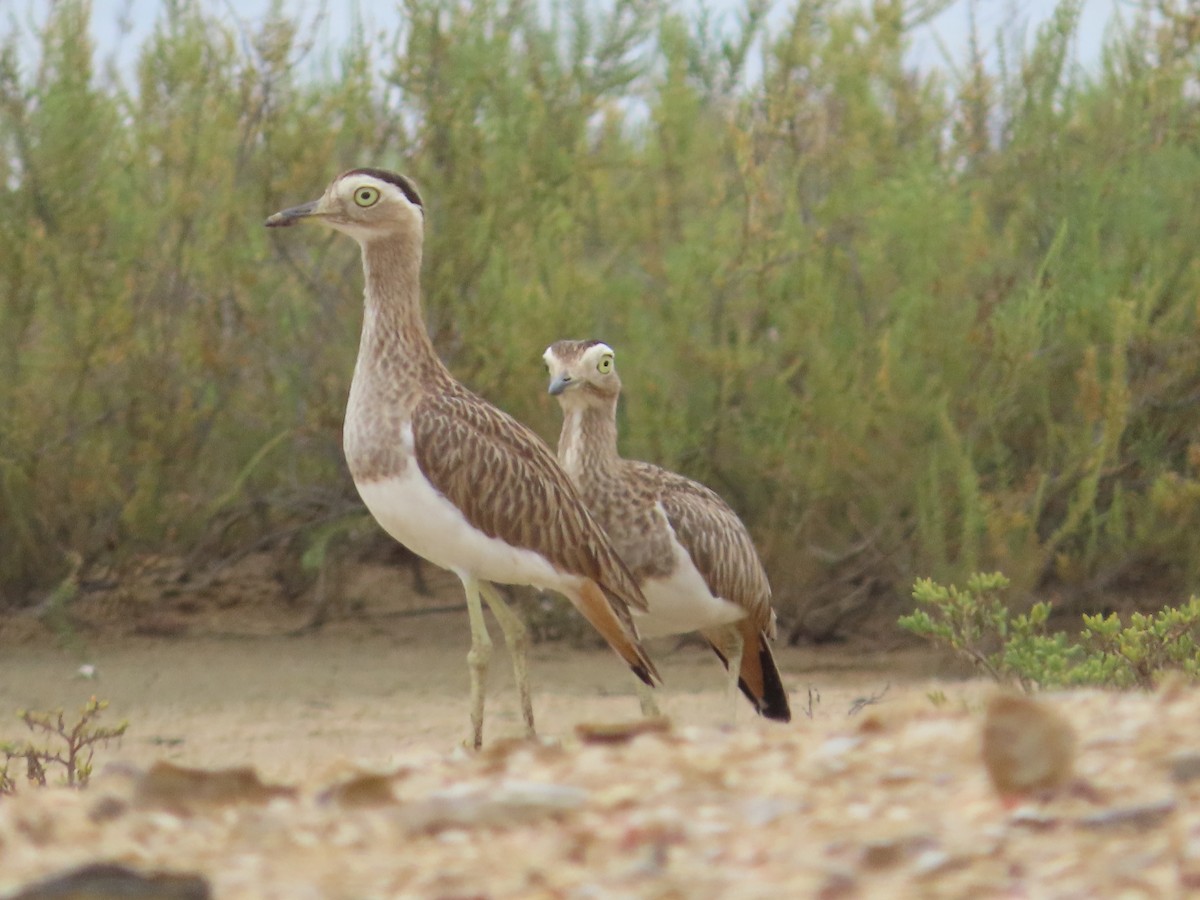 Alcaraván Venezolano - ML650836528