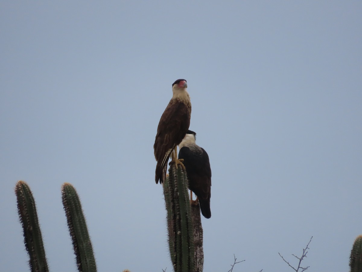 Caracara Carancho - ML650836537